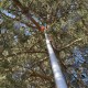 Piła łańcuchowa na kosę z wysięgnikiem 150 cm 28mm 9 zębów